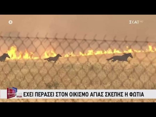 Megara'da Orman Yangını: Alevlerden Kaçan Atların Dramatik Görüntüleri