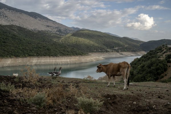 Yunan Çiftçilerin Hayali İnek Skandalı: AB Fonlarını Nasıl Cebe İndirdiler?