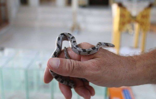 Kefalonia'da Meryem Ana'nın Yılanları Görüldü