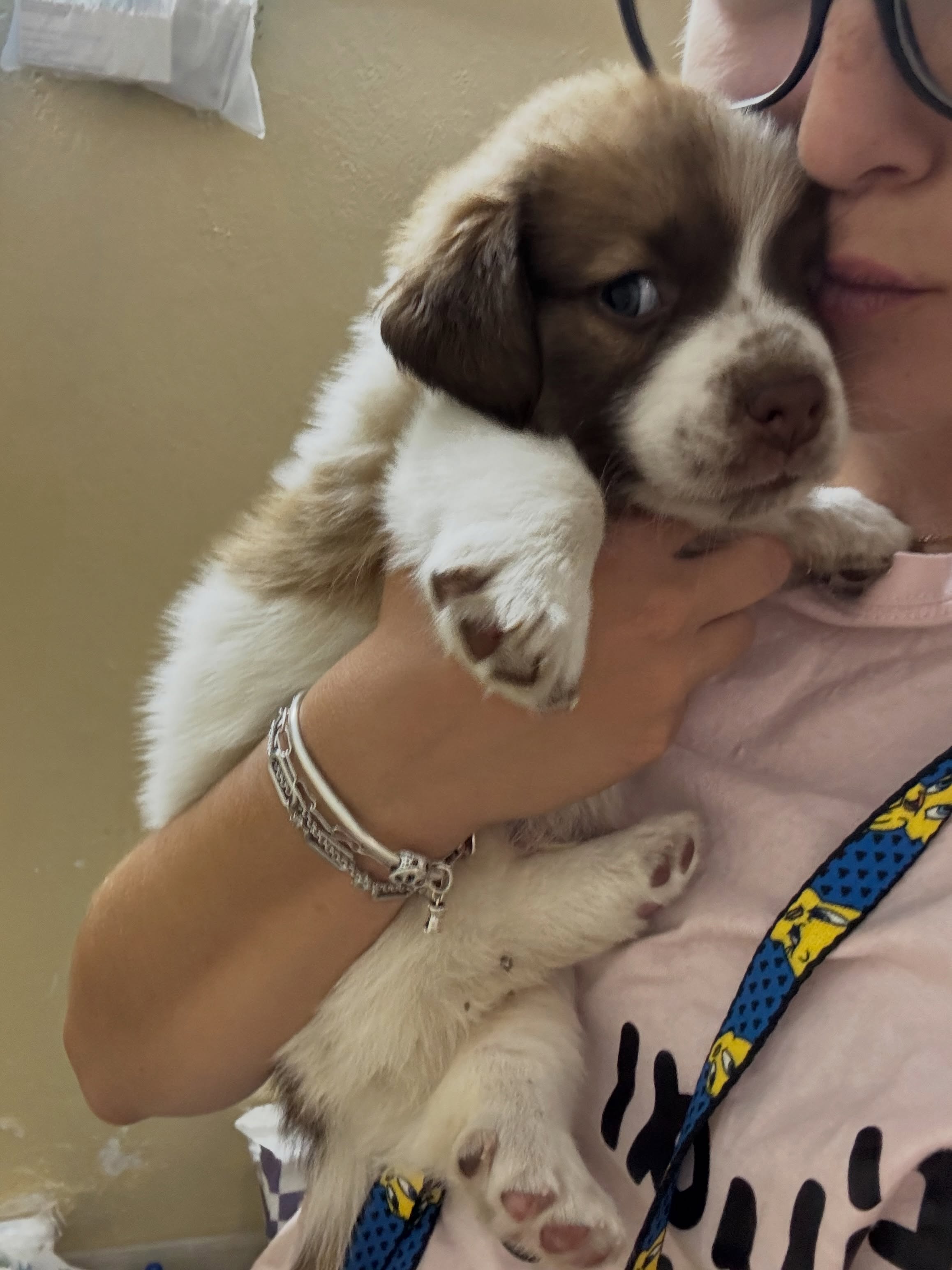 May be an image of dog