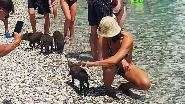 Yunanistan'ın Atokos Adası'nda Vahşi Domuzlar Plajda Oynuyor
