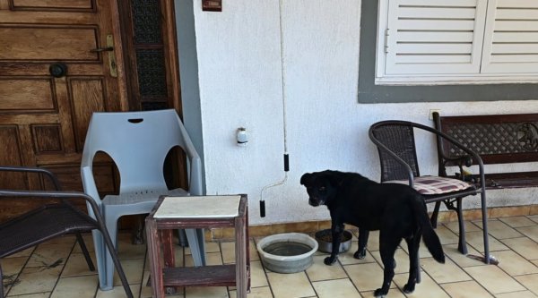 Kalavryta'da Evlerinin Bahçesinde Vurulan Köpeğin Vücudundan 45 Saçma Çıktı
