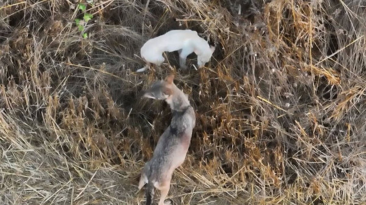 Yunanistan'da Kurt Sürüsüyle Yaşayan Beyaz Yavru Köpek Öldü