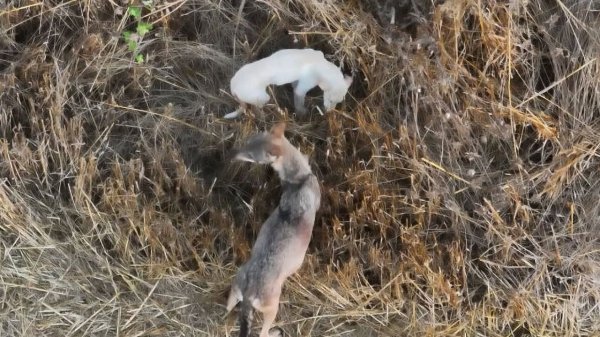 Yunanistan'da Kurt Sürüsüyle Yaşayan Beyaz Yavru Köpek Öldü