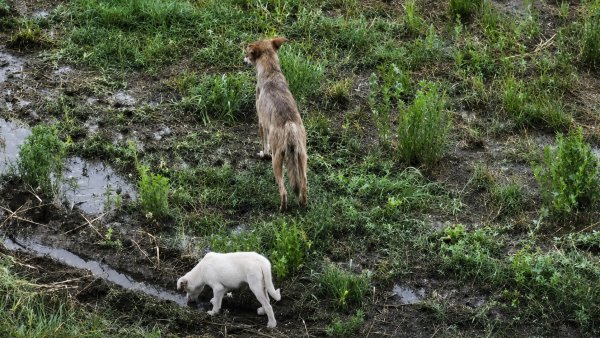 Yunanistan'da Kurtların 'Evlat Edindiği' Yavru Köpek Öldü: Bilim İnsanları Müdahale Etmeli miydi?
