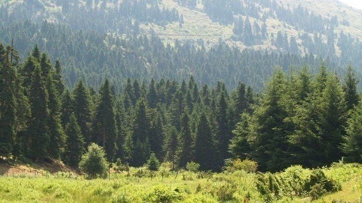 Halkidiki'de Yüksek Yangın Riski Nedeniyle Perşembe Günü Ormanlara Giriş Yasaklandı
