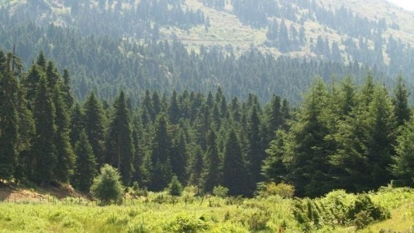 Halkidiki'de Yüksek Yangın Riski Nedeniyle Perşembe Günü Ormanlara Giriş Yasaklandı