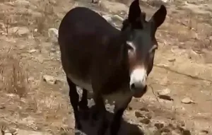Mikonos'ta Eşeğin Bacakları Bağlanıp Güneş Altında Bırakılması Tepki Çekti