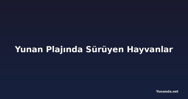 Yunan Plajında Sürüyen Hayvanlar
