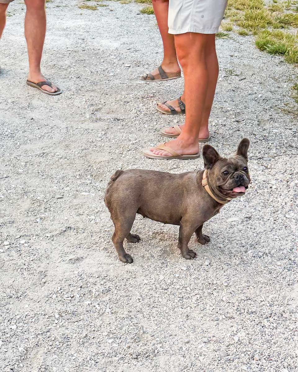 Naxos'taki bir yemek kursunda Gracie adlı Fransız bulldogu