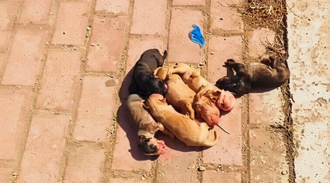 Geri dönüşüm kutusuna atılan yeni doğan yavrular canlı bulundu