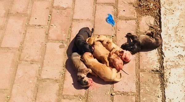 Geri dönüşüm kutusuna atılan yeni doğan yavrular canlı bulundu