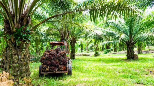 Lidl ve WWF Yunanistan'da sürdürülebilir palm yağı tedarikinde kilometre taşı başardı