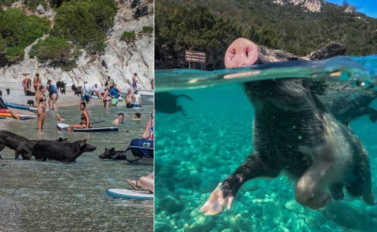 Yunan adasında yüzme domuzları turistleri cezbediyor