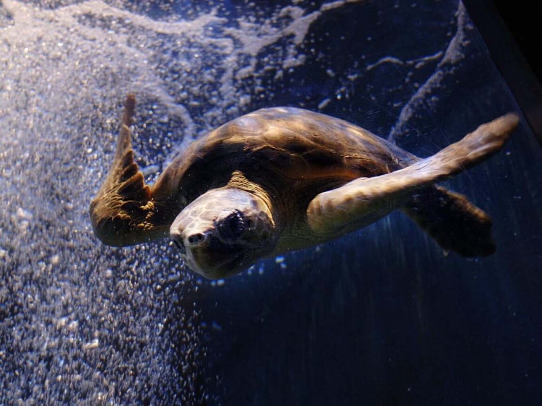 Omiros adlı kör Caretta Caretta kaplumbağası Gytheio açıklarında kurtarıldı, Cornwall akvaryumunda öldü