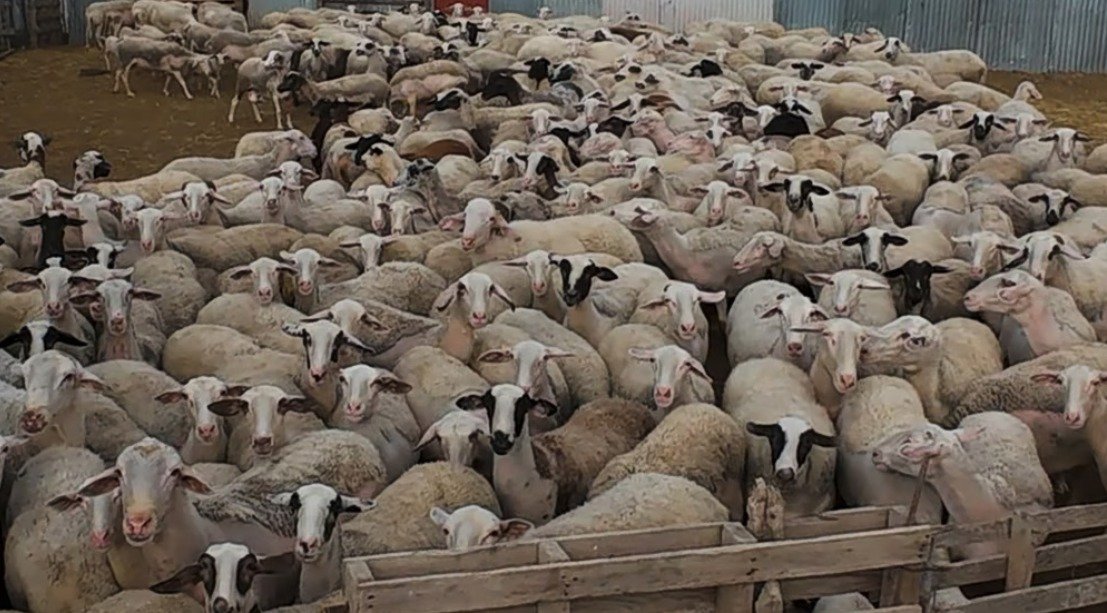 Epirus'ta 153 hayvancılık işletmesinde koyun ve keçi çiçeği serolojik testi