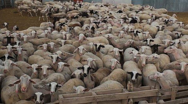 Epirus'ta 153 hayvancılık işletmesinde koyun ve keçi çiçeği serolojik testi