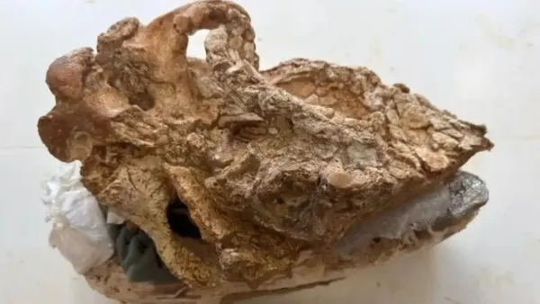 Girit'in Sitia UNESCO Jeoparkı'nda 8-8,5 milyon yıllık gergedan fosili bulundu