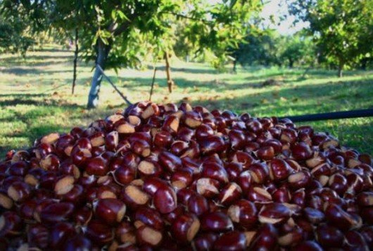 Yunanistan'da kestane üretimi 40 bin tonu aştı, ihracat büyüyor