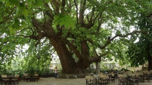 Yunanistan'daki Pelion'da 7 köy: Ormanla Ege Denizi arasında