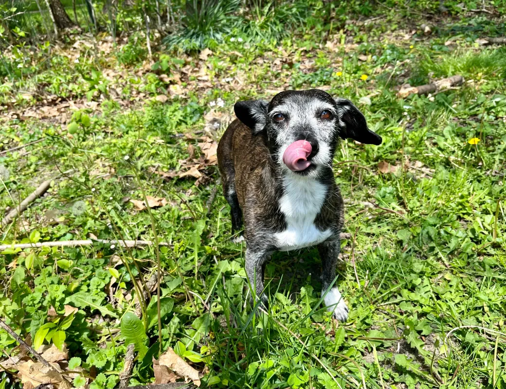 Kuzey Yunanistan'daki hayvan derneği, yaşlı köpekler için huzurevi projesi için destek arıyor