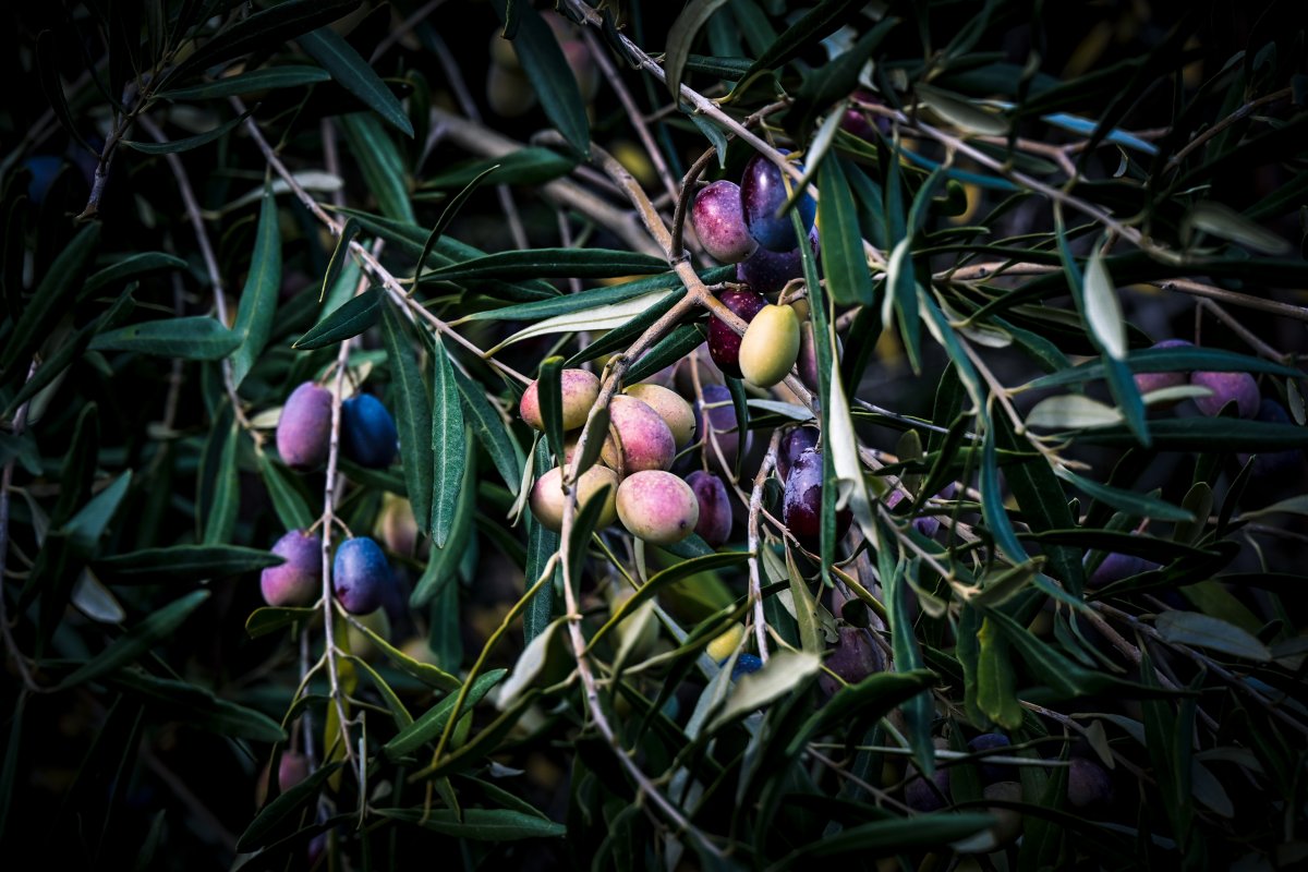 Yunanistan'da zeytin üreticileri işçi bulamıyor: Maliyet artarken fiyatlar düştü