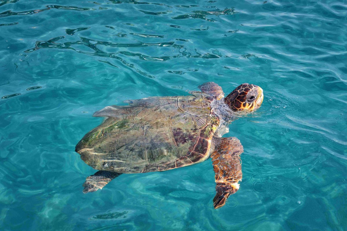 WWF raporu: Deniz kaplumbağaları Yunanistan'da çoğalıyor, küresel yaban hayatı hızla azalıyor