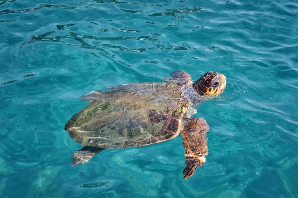 WWF raporu: Deniz kaplumbağaları Yunanistan'da çoğalıyor, küresel yaban hayatı hızla azalıyor