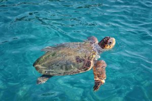 WWF raporu: Deniz kaplumbağaları Yunanistan'da çoğalıyor, küresel yaban hayatı hızla azalıyor