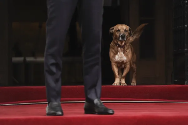 ABD Dışişleri Bakanı Rubio Atina'da: Miçotakis'in köpeği Peanut yine ilgi odağı