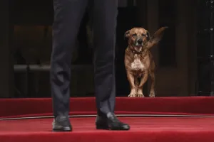ABD Dışişleri Bakanı Rubio Atina'da: Miçotakis'in köpeği Peanut yine ilgi odağı