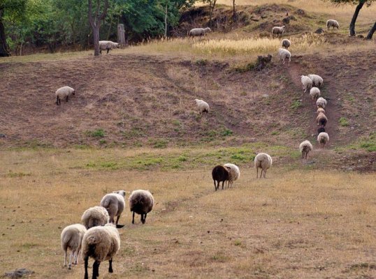 AB'nin baskısıyla Yunanistan'da 9 bölgede koyun-keçi çiçeği kan testi başlatılıyor